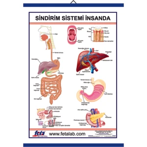 İnsanda Sindirim Sistemi Levhası