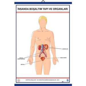 İnsanda  Boşaltım Yapı ve Organları