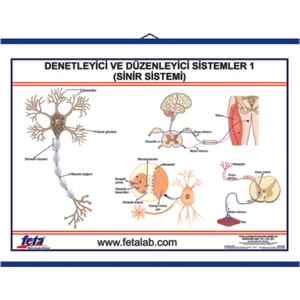 Denetleyici ve Düzenleyici Sistem Levhası Sinir Sistem