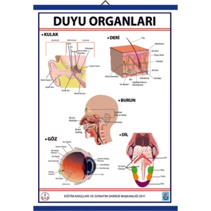 Beş Duyu Tablosu Kaplamalı