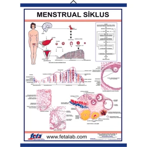 Menstrual Siklus Eğitim Plakası