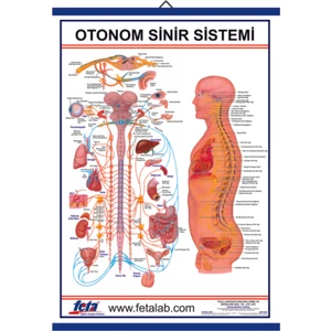 Otonom Sinirlerin İç Organlar Üzerine Etkilerini Gösteren Eğitim Plakası