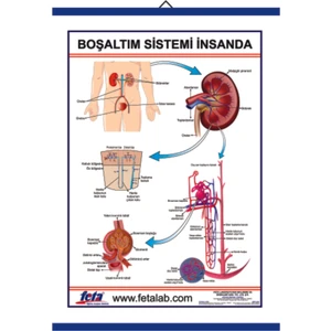 Boşaltım Sistemi Levhası İnsanda 2