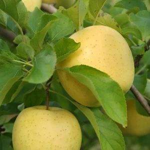 Taşkar Peyzaj Bodur Golden Elma Fidanı Aşılı 2 Yaş - Açık Kök - 100-120 cm