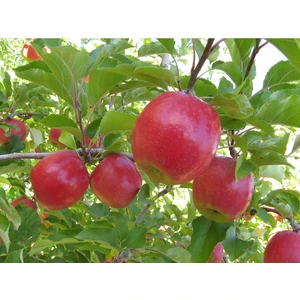 Taşkar Peyzaj Pink Lady Elma Fidanı Aşılı 2 Yaş - Açık Kök - 100-120 cm