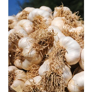 Karahasanoğlu Tarım Kastamonu Taşköprü Sarımsağı Orta Boy 500 gr