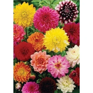 Murat Tohum Karışık Dahlia Çiçeği Tohumu 10 Adet Tohum