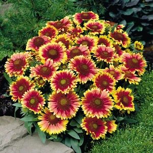 Murat Tohum Ayyıldız Çiçeği Tohumu 10 Adet Tohum