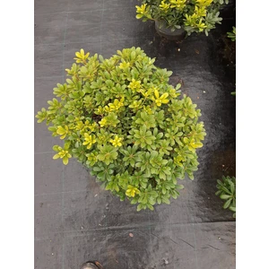 Pittosporum 40-50CM Çap Genişliğinde