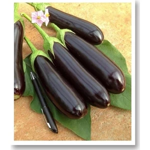 Aydın Siyahı Patlıcan Tohumu 25 Gr.
