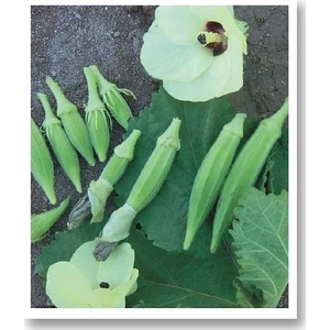 Akköy 41 Sultani Bamya Tohumu 25 Gr.