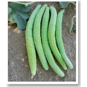 Dağcı Acur Tohumu 25 Gr.