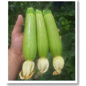 Inanlı Sakız Kabak Tohumu 25 Gr.