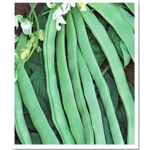 Aslı Sırık Fasülye Tohumu 25 Gr.