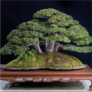 Murat Tohumculuk Murat Tohum Bonsai Fıstık Çamı Ağacı Tohum 5 Adet Tohum