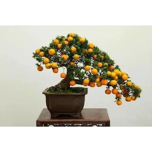 Murat Tohumculuk Murat Tohum Bodur Bonsai Kayısı Ağacı Tohumu 2 Adet Tohum