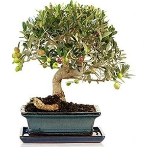Murat Tohumculuk Murat Tohum Bodur Bonsai Zeytin Ağacı Tohumu Ekim Seti 3 Tohum + Toprak + Saksı