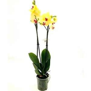 Orkide Çift Dallı 60- 85 cm Boyunda