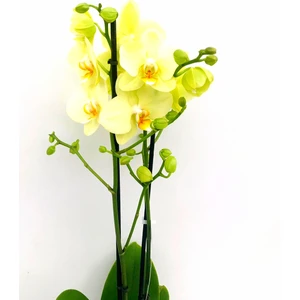 Orkide Çift Dal 60-80 cm Boyunda Sarı