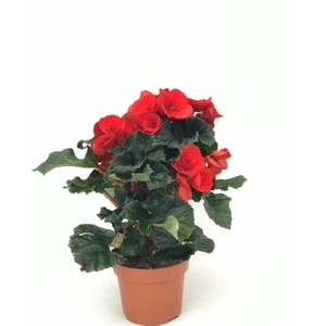 Begonya Ithal Kırmızı
