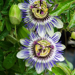 Murat Tohum Passiflora Çiçeği Tohumu (Çarkıfelek) 3 Adet Tohum