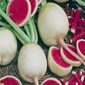Ege Tarım İçi Kırmızı Çin Turpu Tohumu