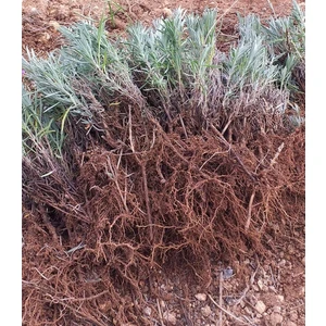 Net Tarım 20 Adet Lavanta Açık Kök Angustifolia Fidanı Fidesi