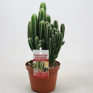 Cereus Peruvianus Paolina-Radyasyon Emici Kaktüs