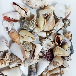 Deniz Kabuğu 500 gr Paket Mıxed Shells