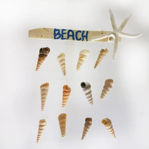 Turıtella&parmak Yıldızlı Duvar Dekoru