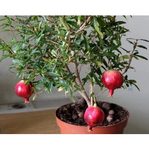 Murat Tohumculuk Murat Tohum Nar Ağacı Tohumu 5 Adet Tohum