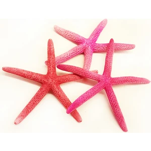 Deniz Yıldızı(Pembe Parmak) 4"5"