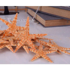 Deniz Yıldızı 10-12 cm