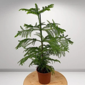 Salon Bitkileri Aroucaria Salon Çamı 60CM