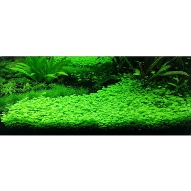 Akvaryum Bitkileri Hydrocotyle Tripartita Japan Fiyati