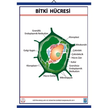 Edulab Bitki Hucresi Levhasi 70 X 100 Cm Fiyati