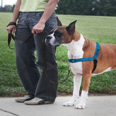 Petsafe easy walk clearance harness