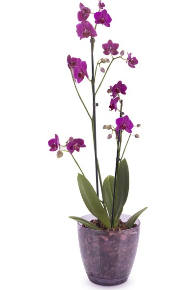 Emek Dekoratif Şeffaf Tabaklı Orkide Saksı Mor 1,6 lt