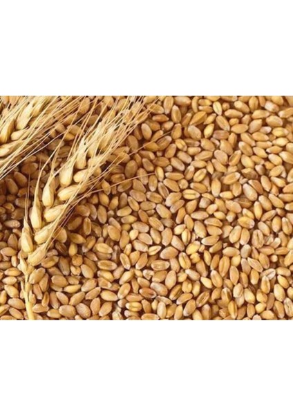 Buğday Tane 5 kg Paket %100 Doğal Yerli Ürün