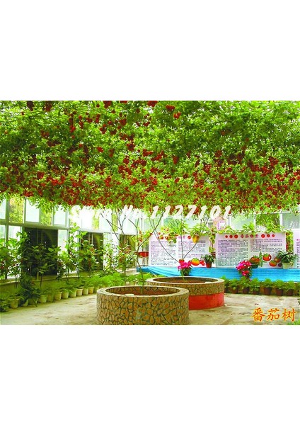 Murat Tohum Italyan Domates Ağacı Tohumu 5 Tohum