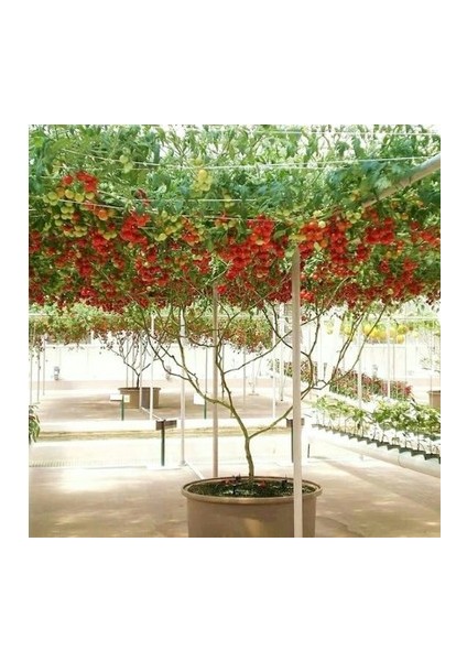 Murat Tohum Italyan Domates Ağacı Tohumu 5 Tohum fiyatları