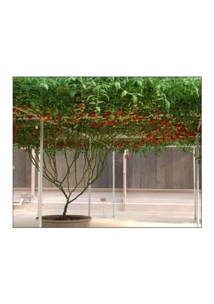 Murat Tohum Italyan Domates Ağacı Tohumu 5 Tohum modelleri