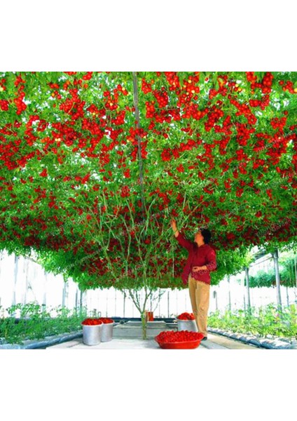 Murat Tohum Italyan Domates Ağacı Tohumu 5 Tohum fırsatları