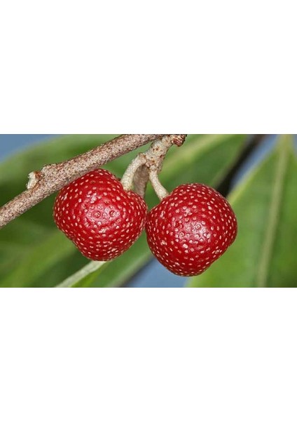 JAPON İĞDESİ - GÜZ YEMİŞİ FİDANI