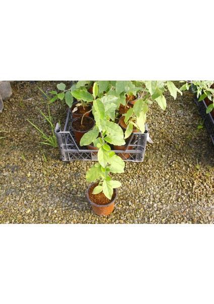 JAPON İĞDESİ - GÜZ YEMİŞİ FİDANI