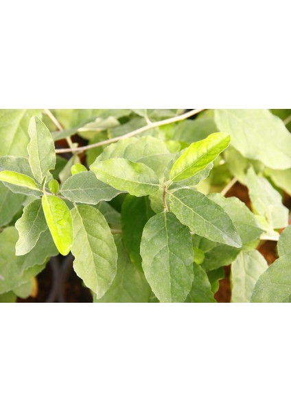 JAPON İĞDESİ - GÜZ YEMİŞİ FİDANI