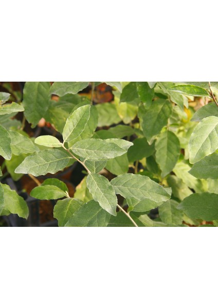 JAPON İĞDESİ - GÜZ YEMİŞİ FİDANI