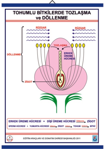 Tohumlu Bitkilerde Tozlaşma ve Döllenme Lev. 70 x 100 cm