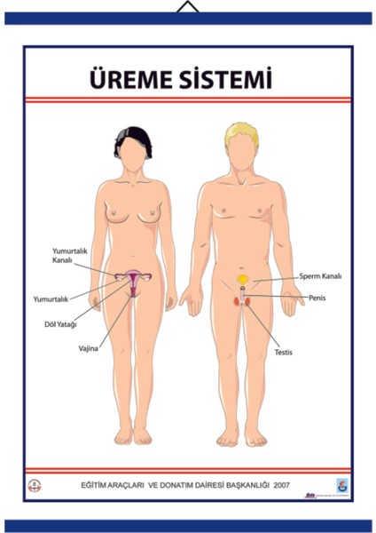 Üreme Sistemi Levhası 70 x 100 cm