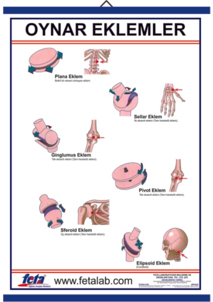 Oynar Eklem Hareketlerini Gösteren Eğitim Plakası